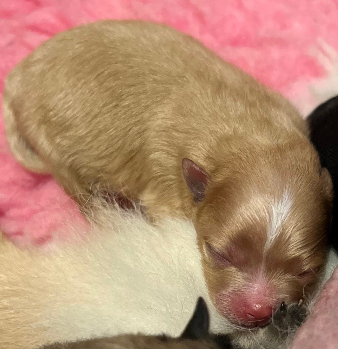 🩵Renrset pomeranian gutt🩵NKK stamtavle🩵