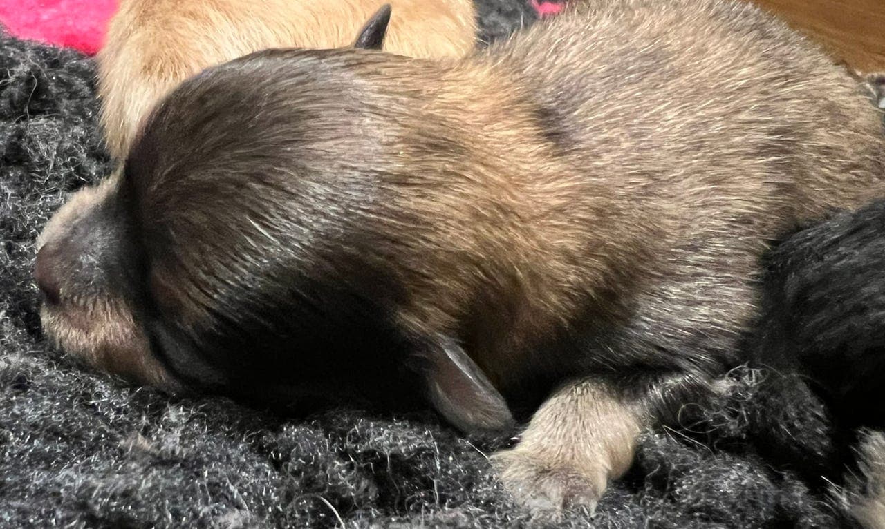 💙Renraset pomeranian gutt💙NKK stamtavle💙