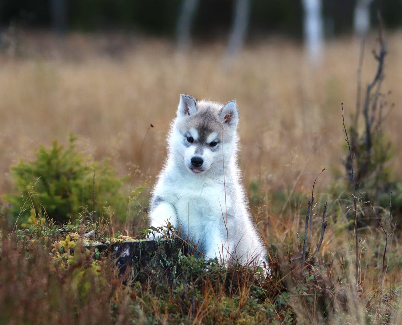 Siberian Husky Valper NKK