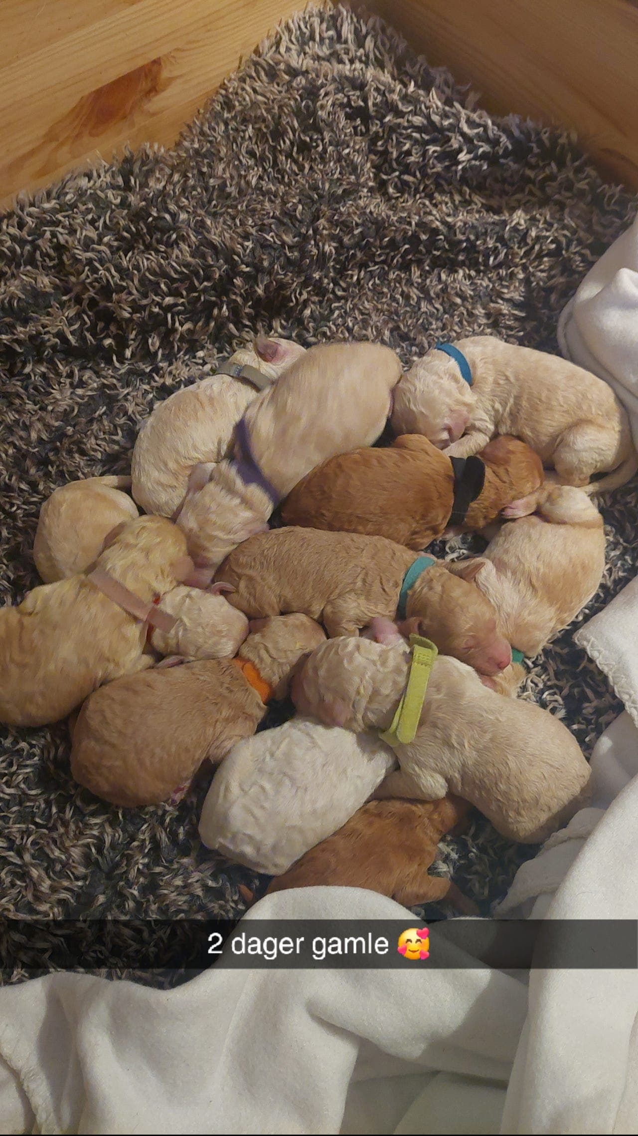 Juleeventyr i gang, 12 storpuddel valper er født.