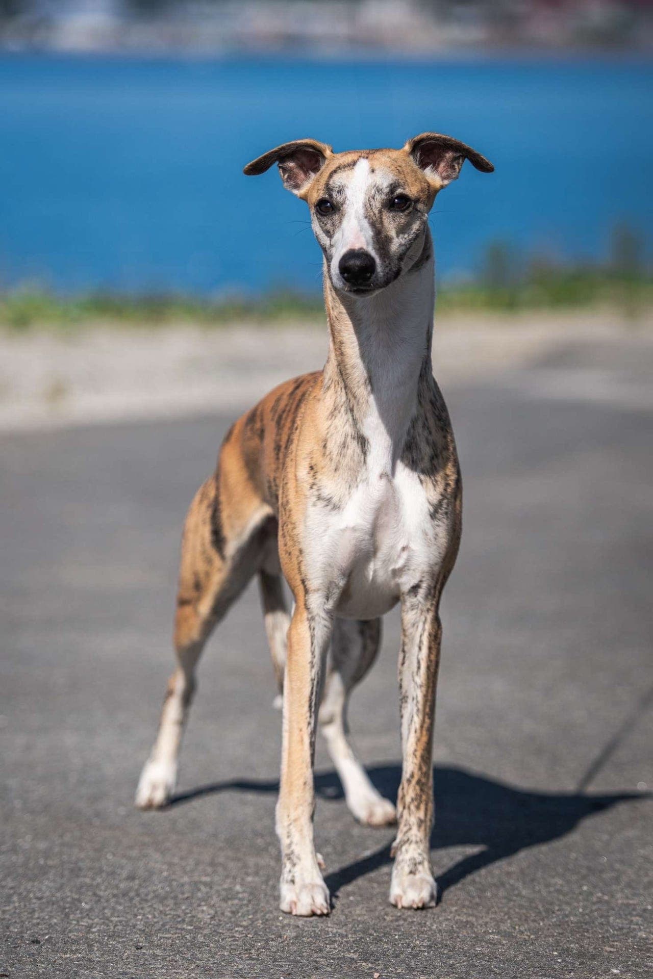 Whippet hannhund 2,5 år