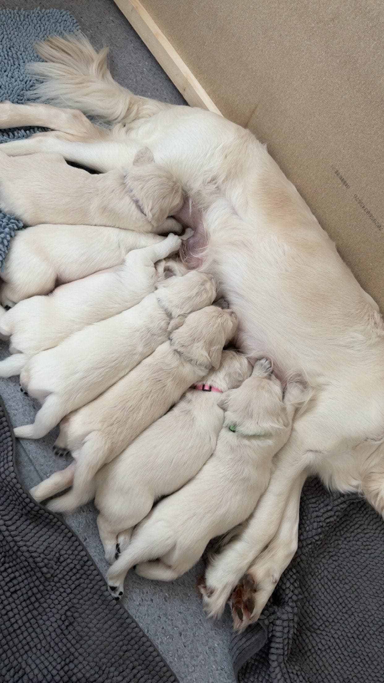 Golden Retriever valper