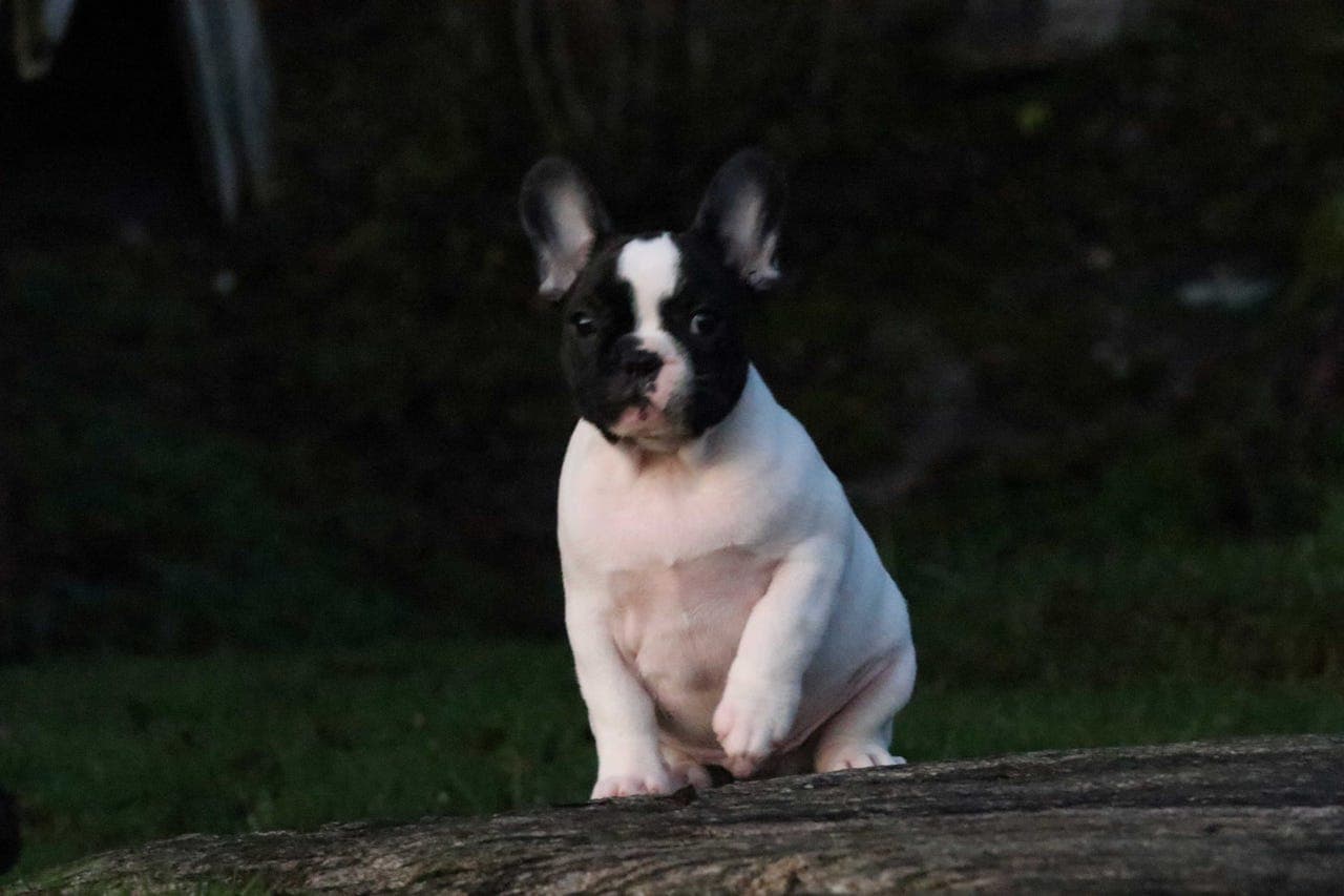Leveringsklar Fransk Bulldog