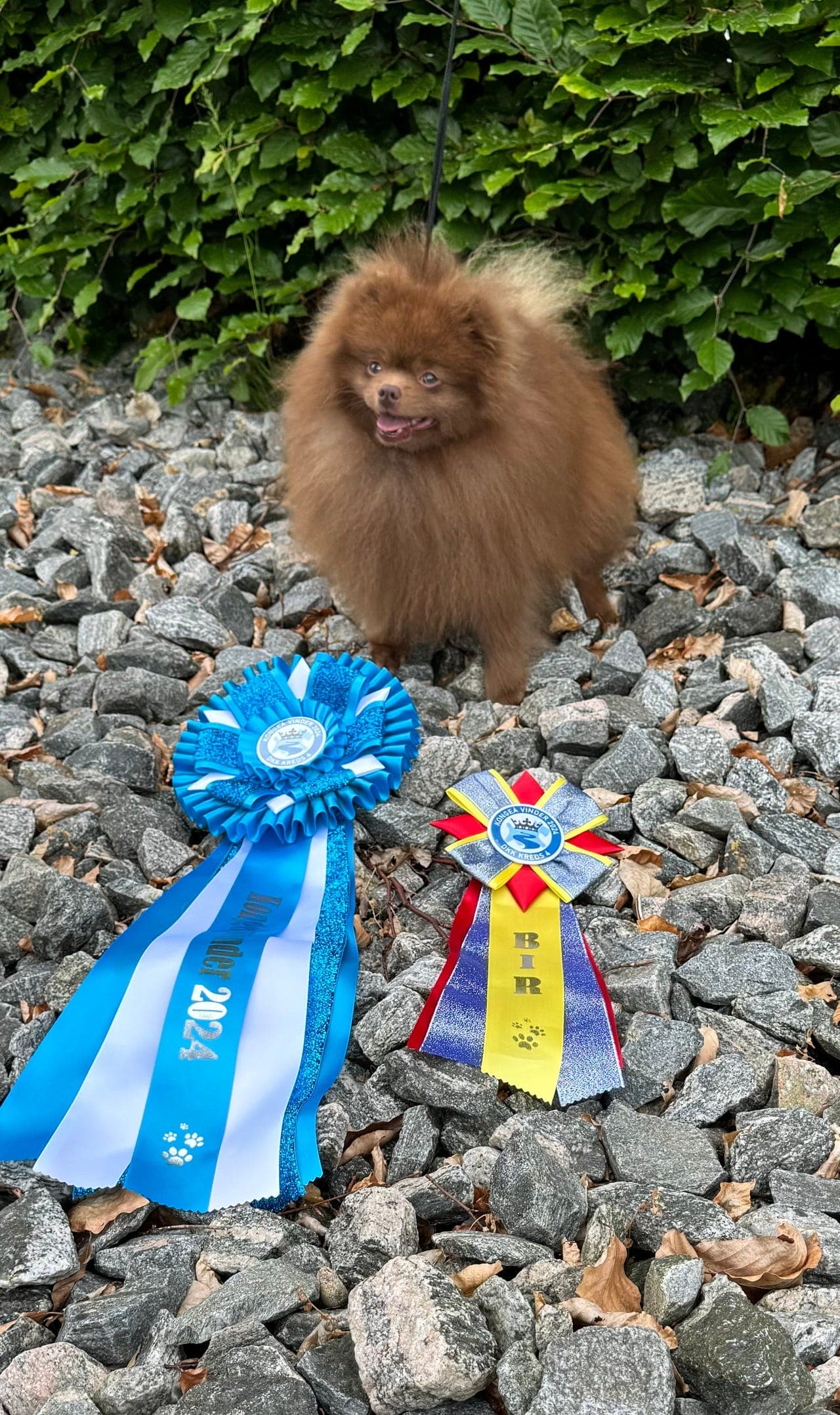 Forvert søkes til kleinspitz hannhund
