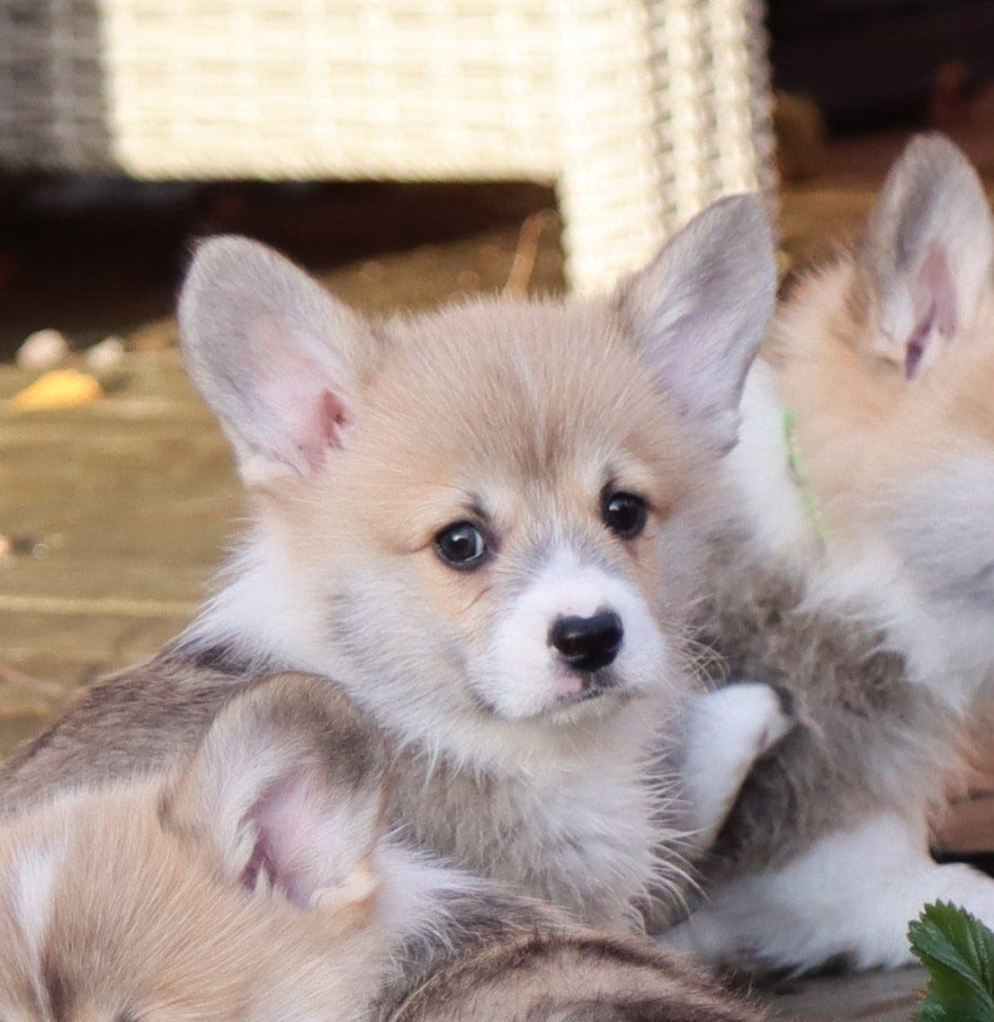 En flott leveringsklar Welsh corgi pembroke hannhund til salgs