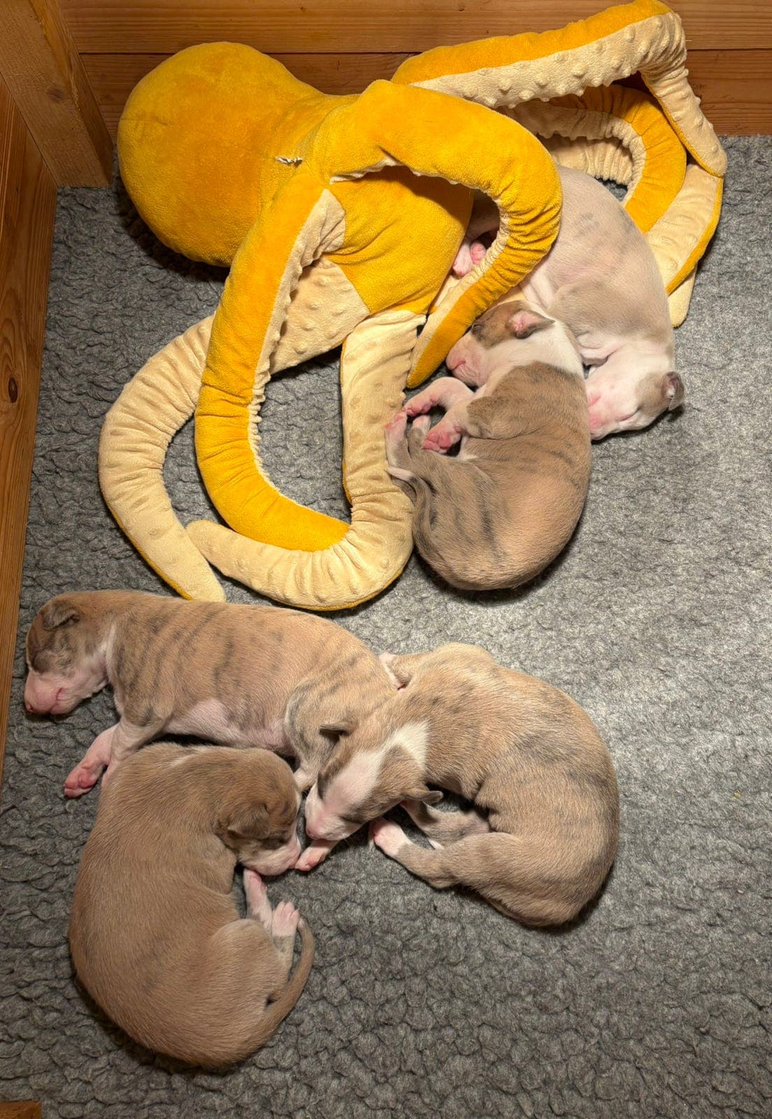 Whippet valper ❤️