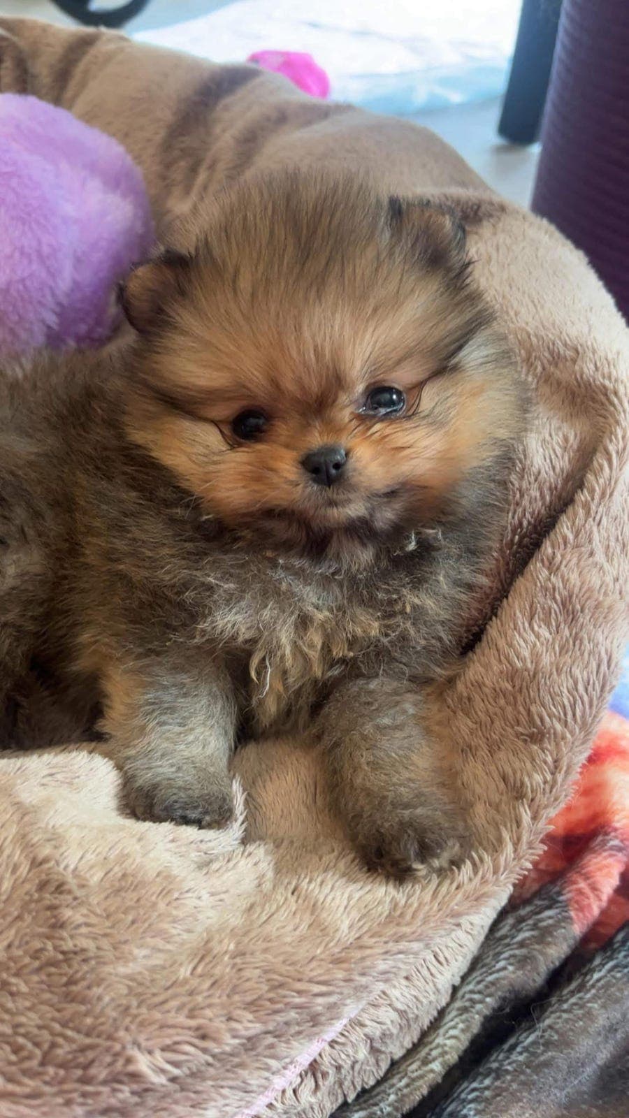 NKK registrerte Pomeranian valper