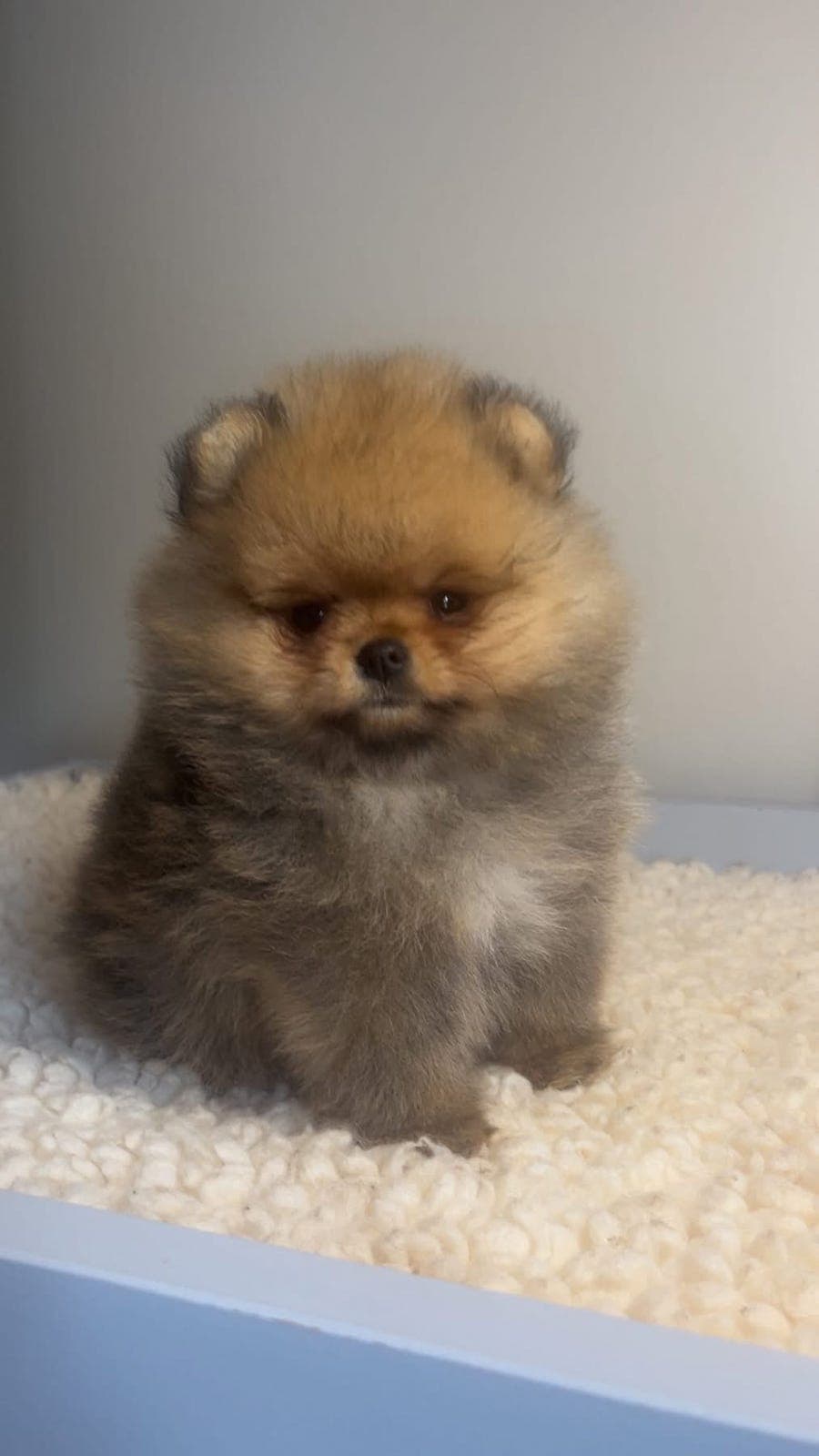 NKK registrerte Pomeranian valper