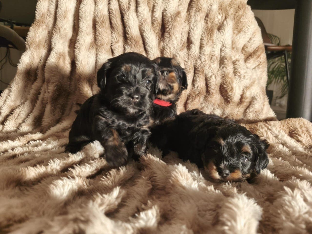 Skjønne Bichon Havanais-valper – leveringsklare uke 49!