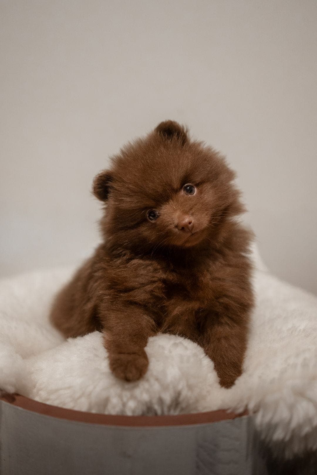 Brun kleinspitz til salgs