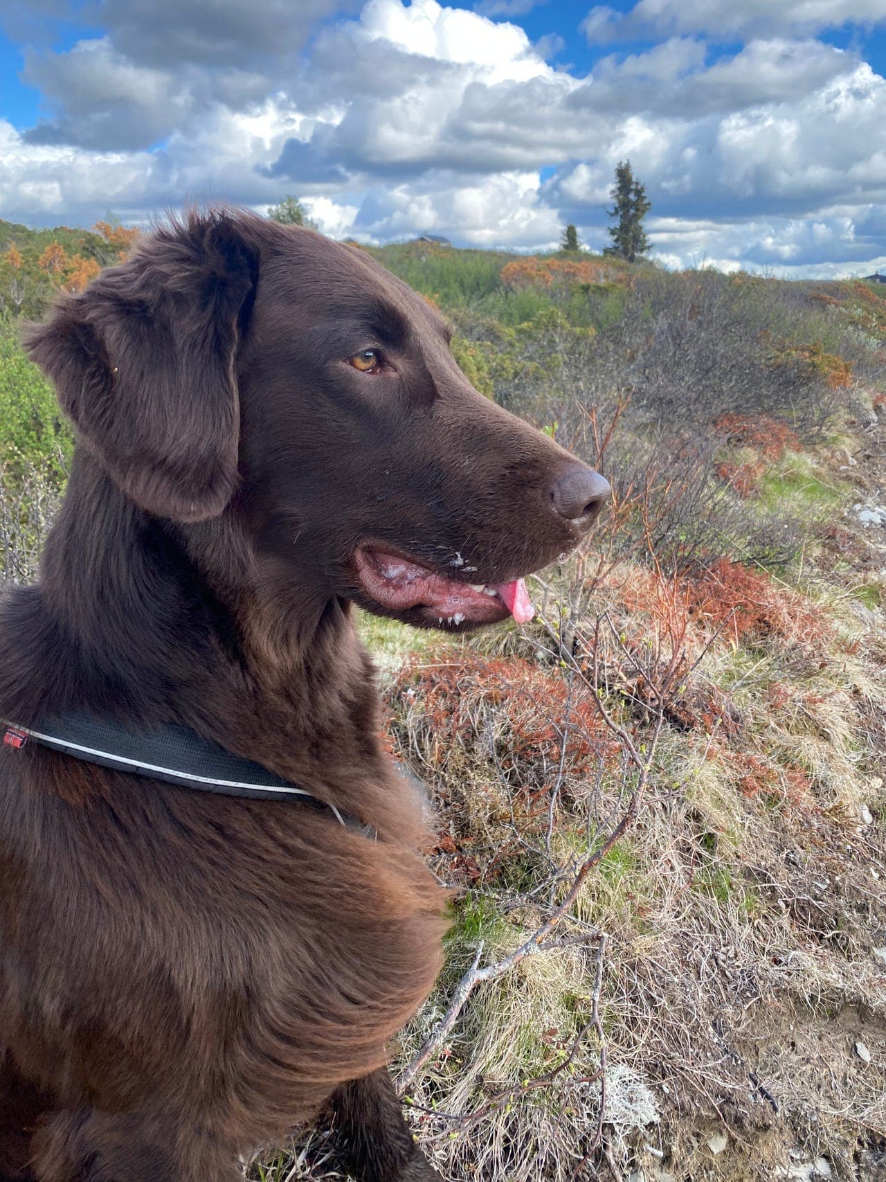 Hund omplasseres med tungt hjerte