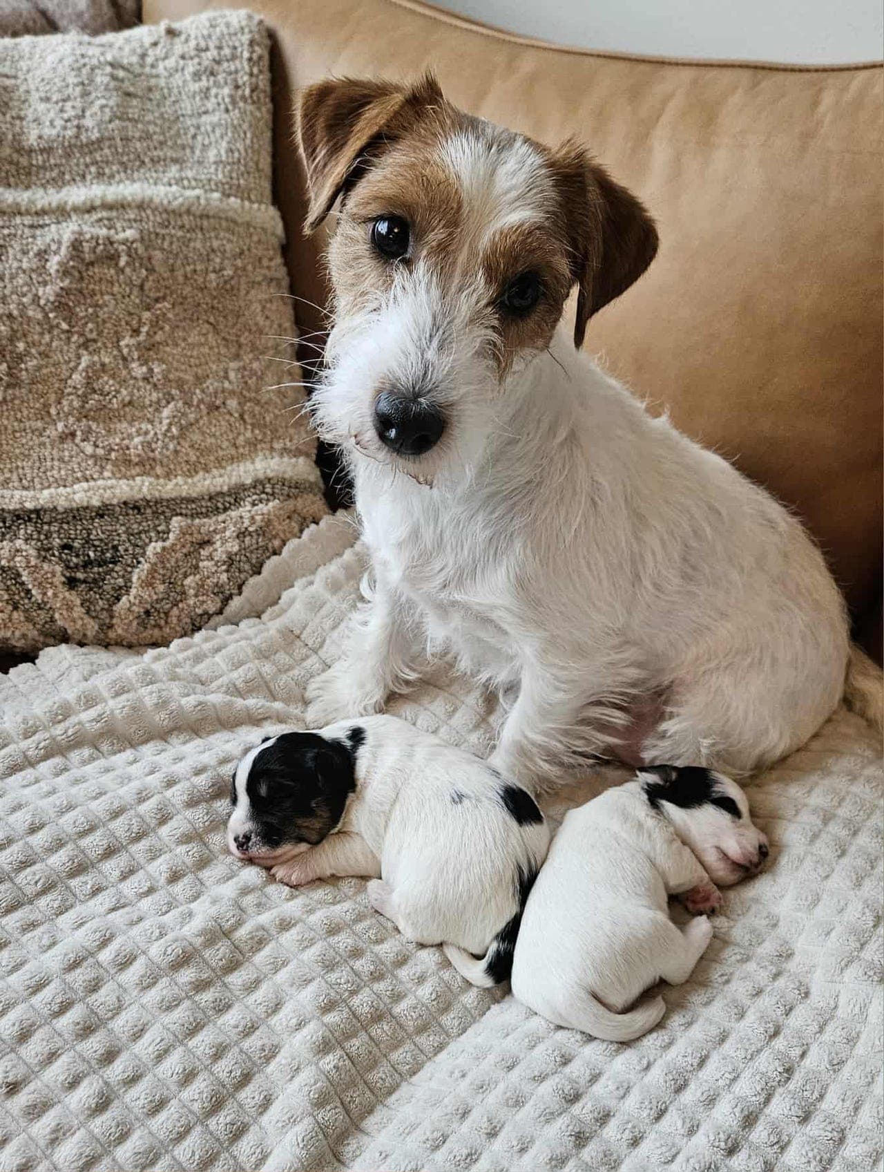 NKK-reg Jack Russell Terrier valper fra erfaren oppdretter, kennel Russellville