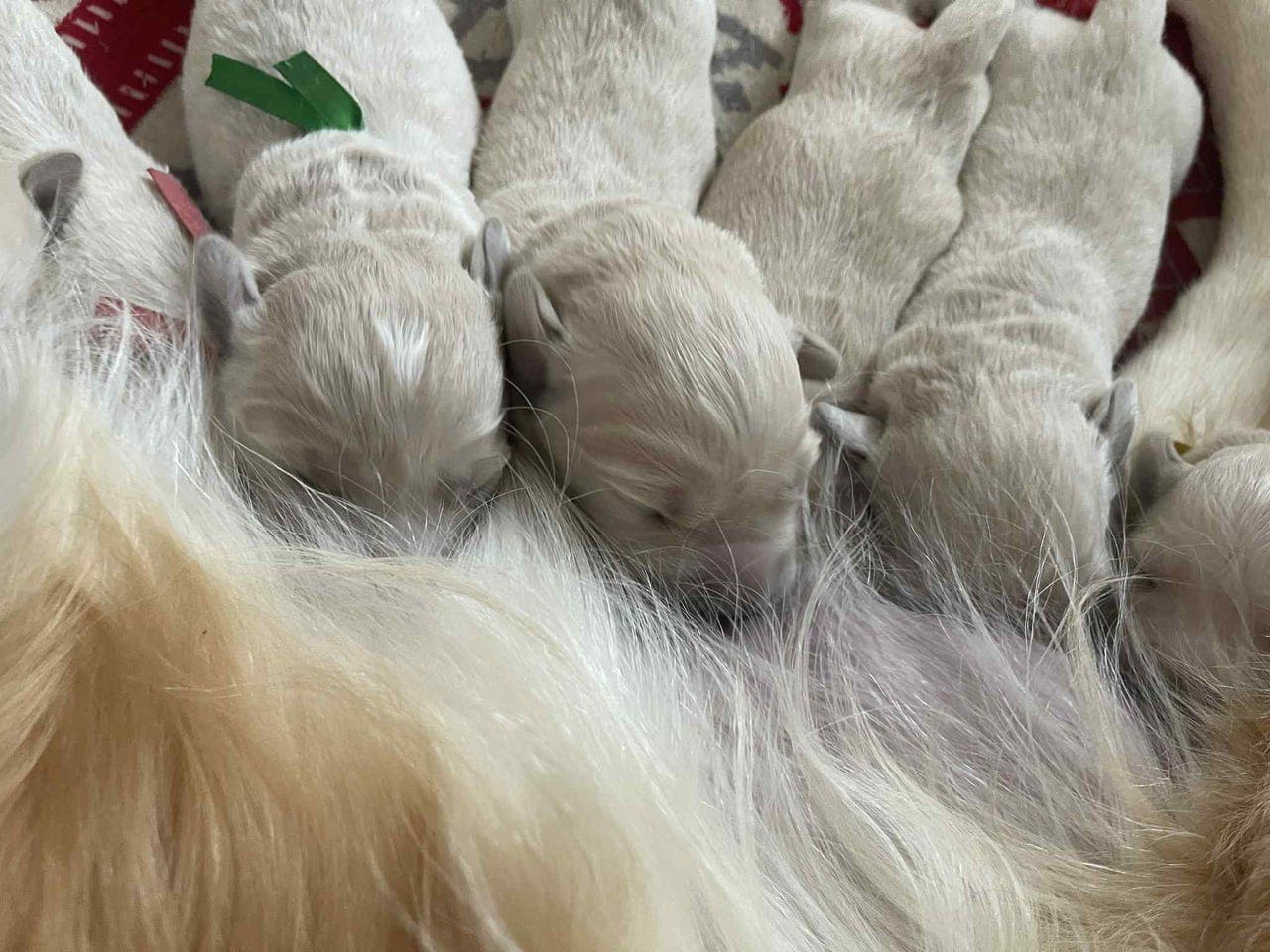 Golden retrivier   valper med stamtavle og kjøpekontrakt,