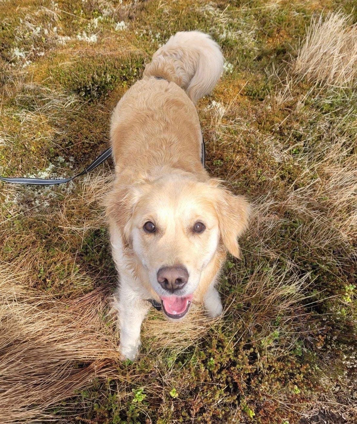 Golden retriever tispe