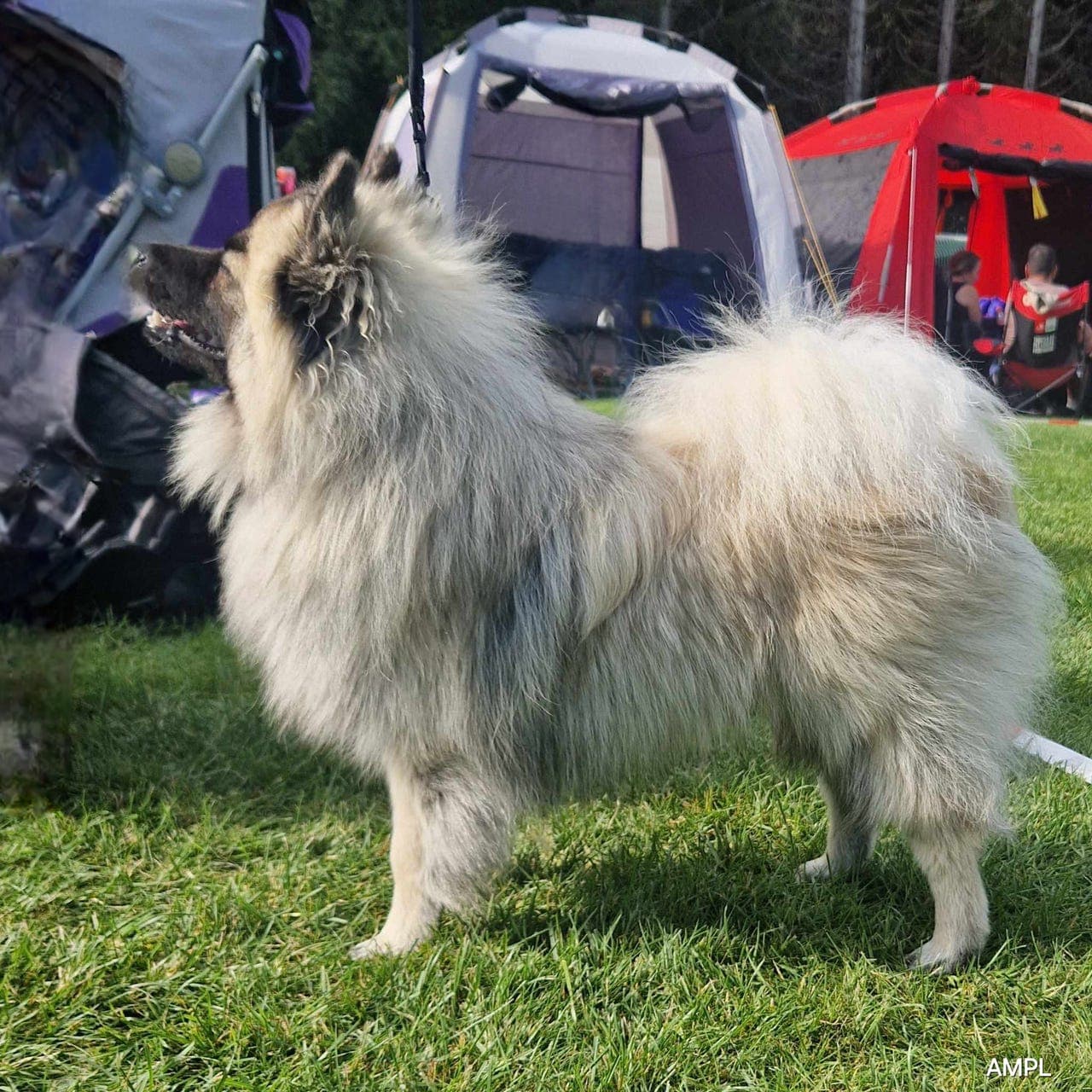 Forvert til mittelspitz