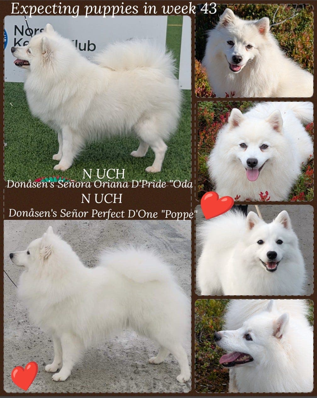 Japansk Spisshund valper