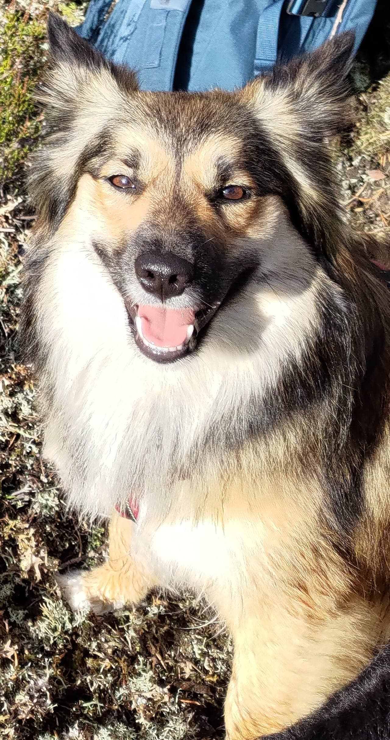 Islandsk fårehund tispe omplasseres