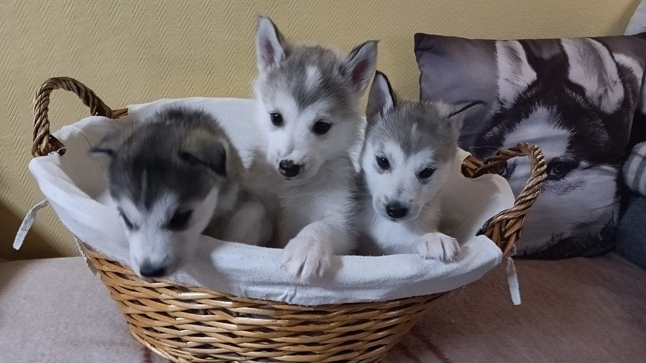 Siberian husky valper
