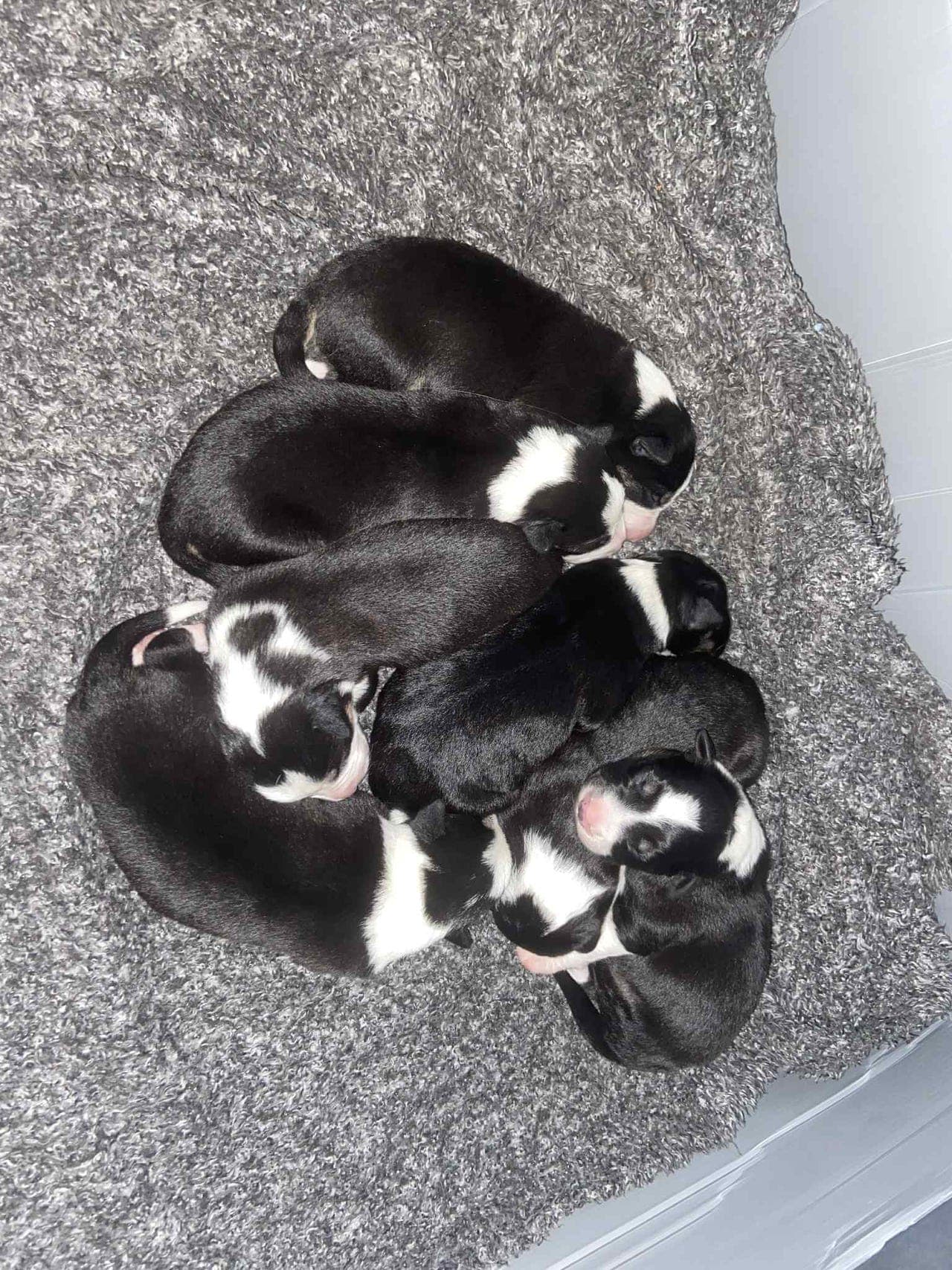 Tricolor Border collie valper