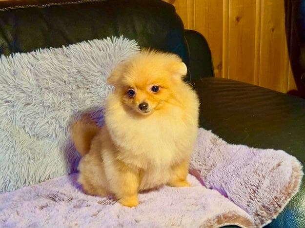 NKK registrert pomeranian hann valp