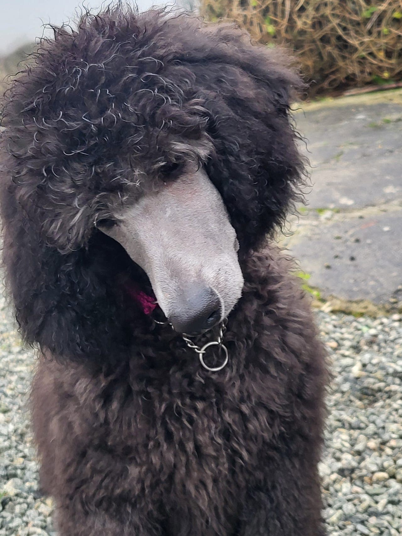 Nydelig Tispe Valp Storpuddel / Kongepuddel søker nytt hjem