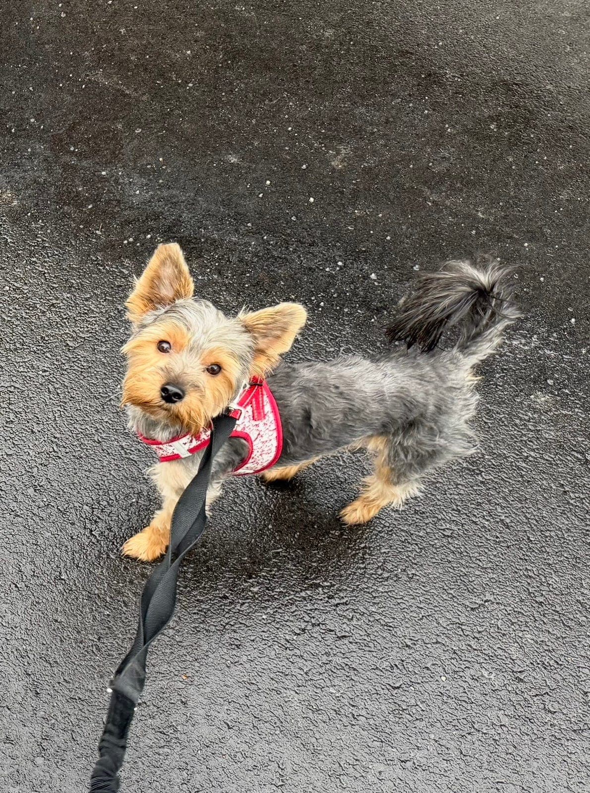 Yorkie gutt omplasseres