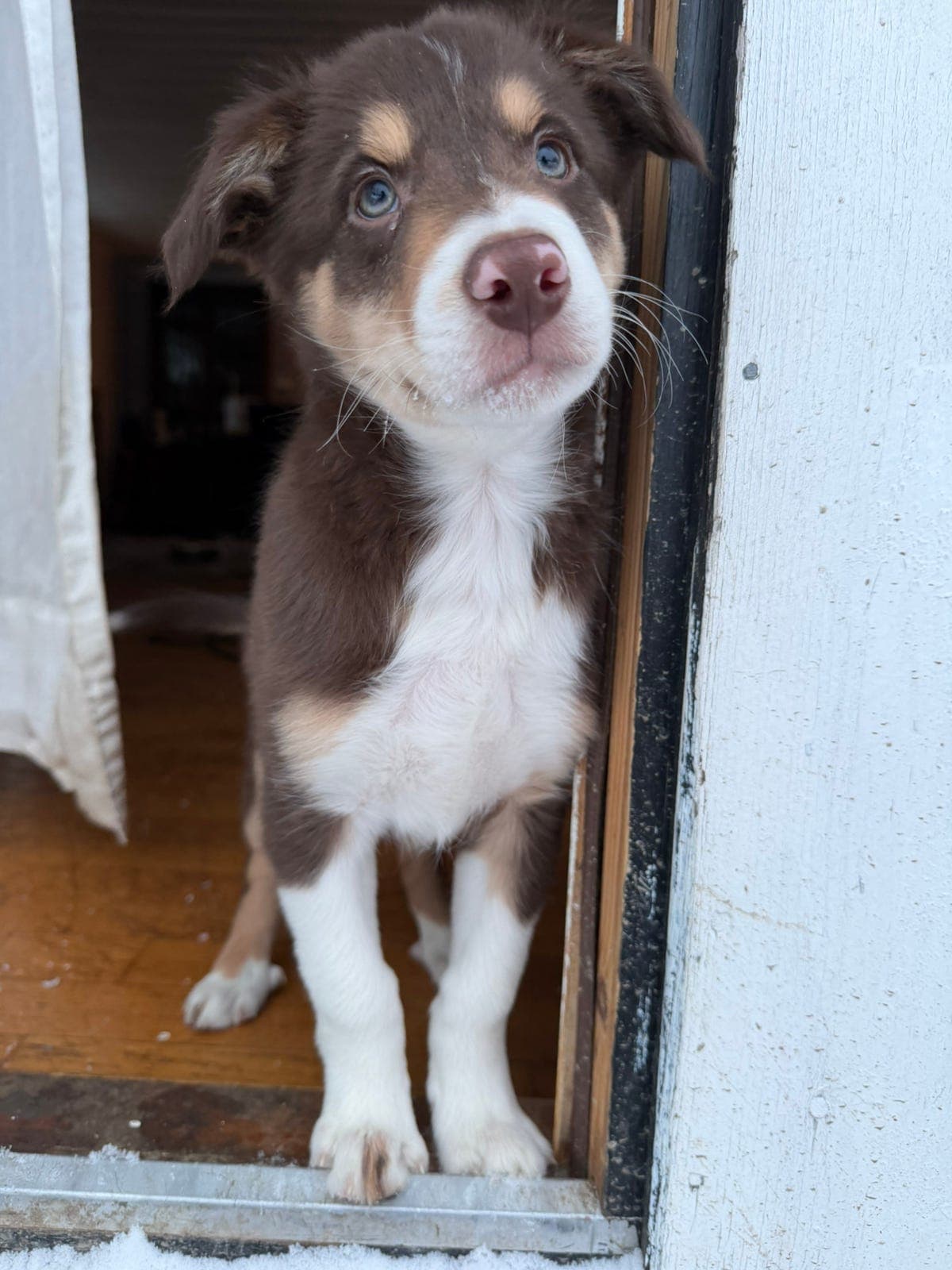 Leveringsklar Border collie valper NKK registret