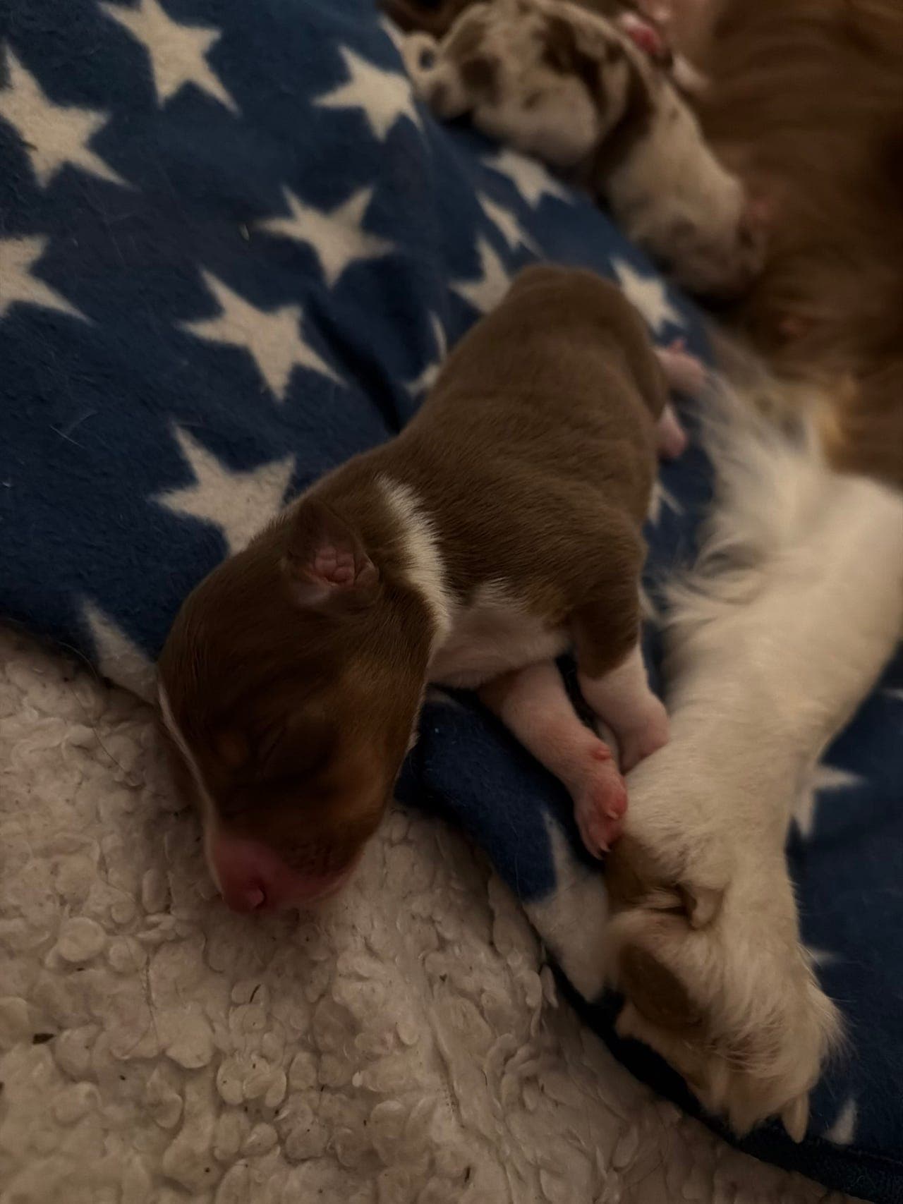 Border collie valper NKK registret