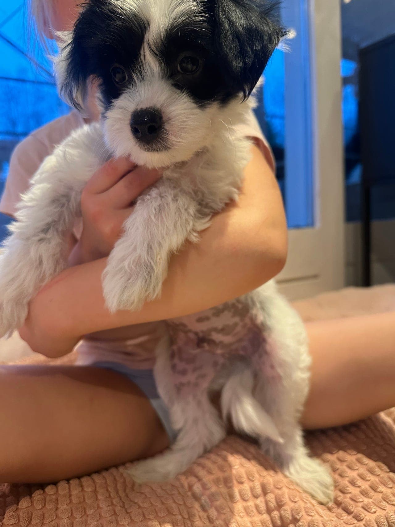 Valpen Mazie selges til godt hjem 🥰