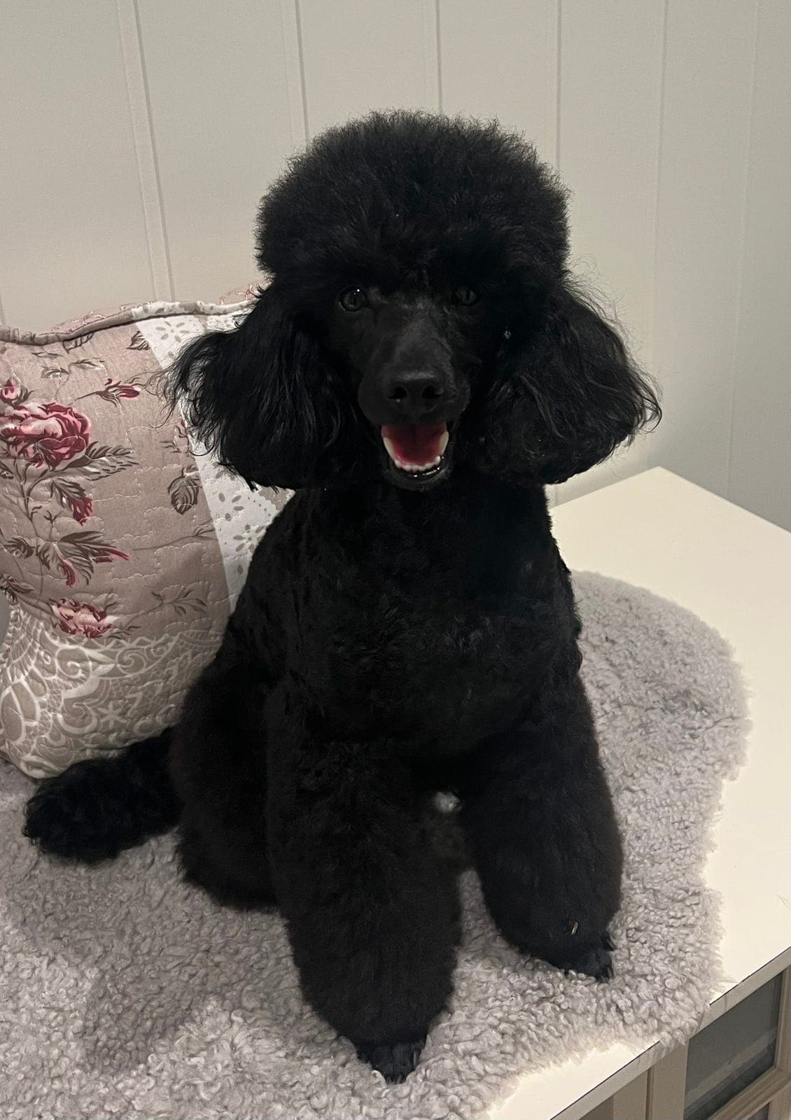 Nydelig sort dvergpuddelhann, 1,5 år – søker nytt hjem.