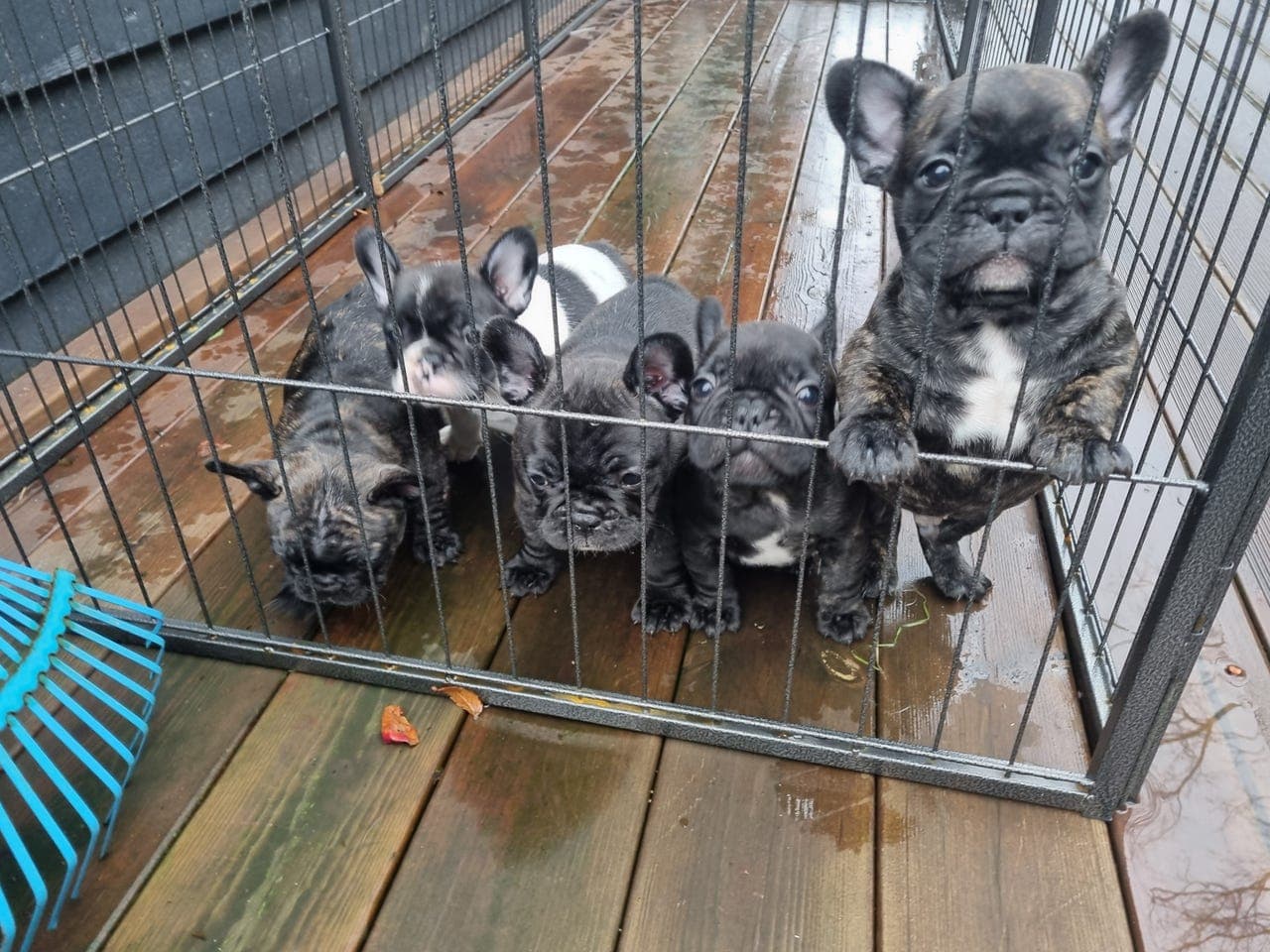 Nydelige Fransk Bulldog-valper født 23.09.25 søker gode og livsvarige hjem.