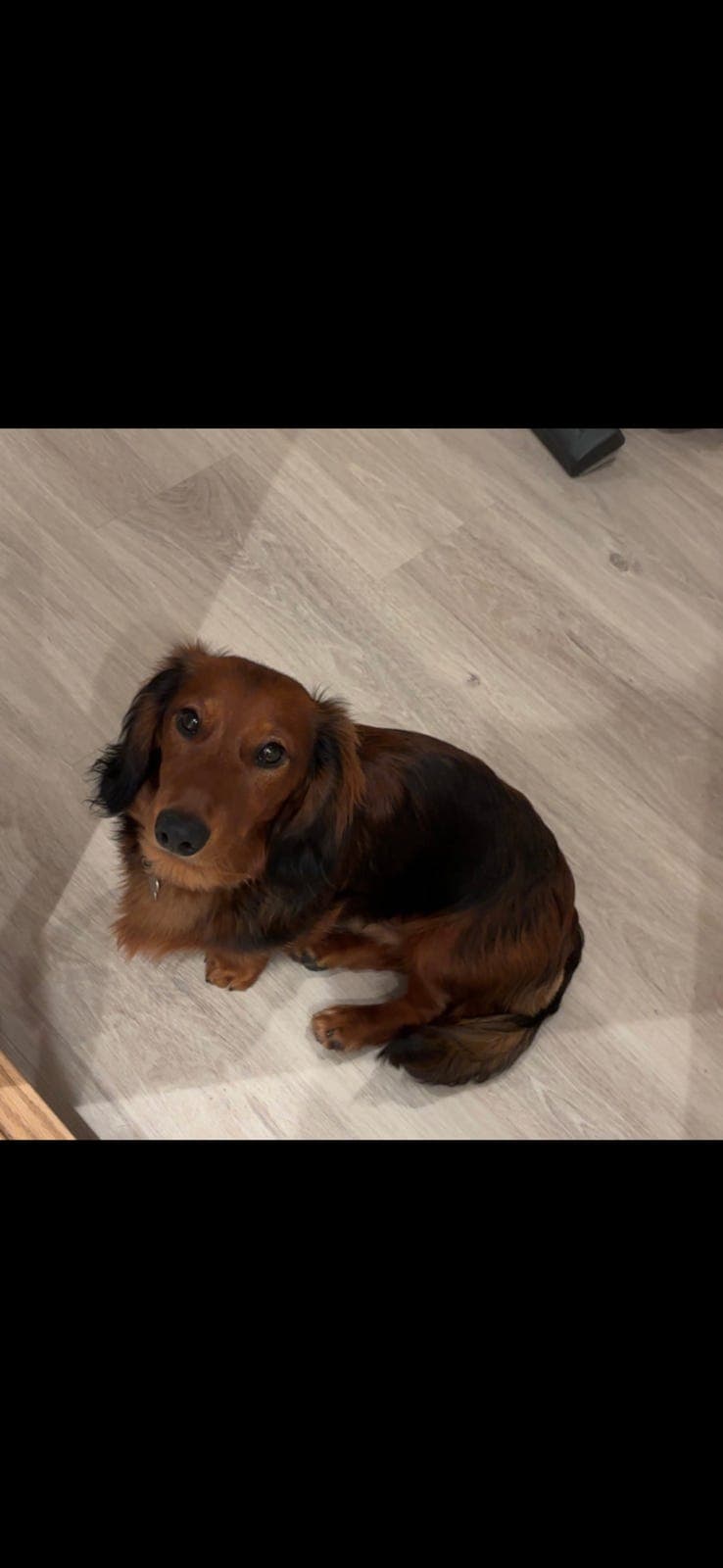 Verdens snilleste Fenris selges til rett hjem