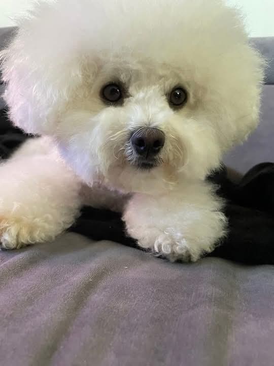 Bichon Frise valper 3 renraset han hunder.