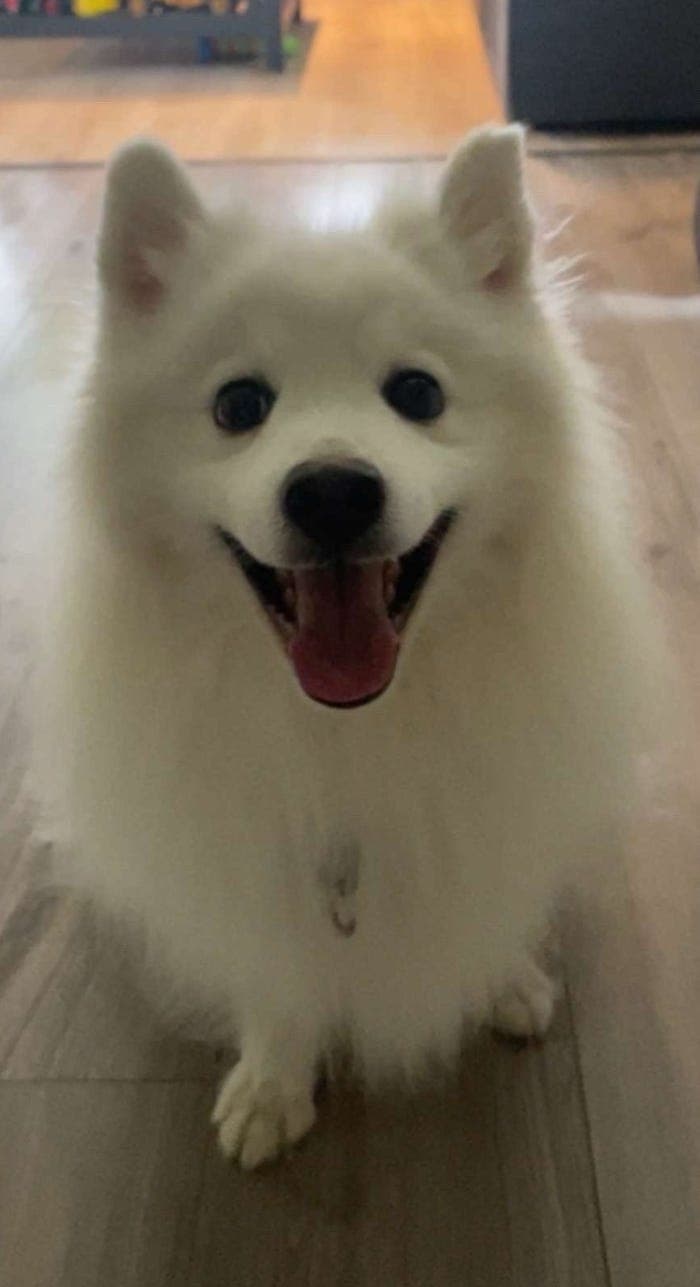 Frost søker sitt for alltid hjem