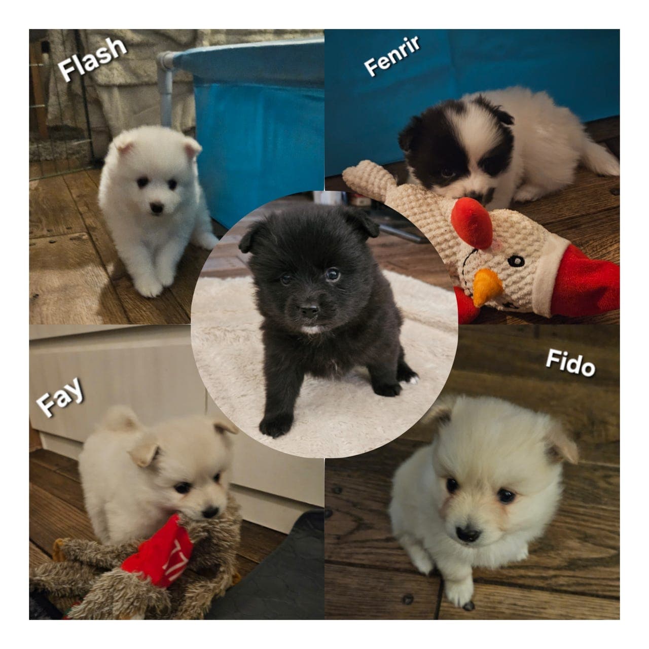 Nydelige og kosete valper ser etter nye hjem