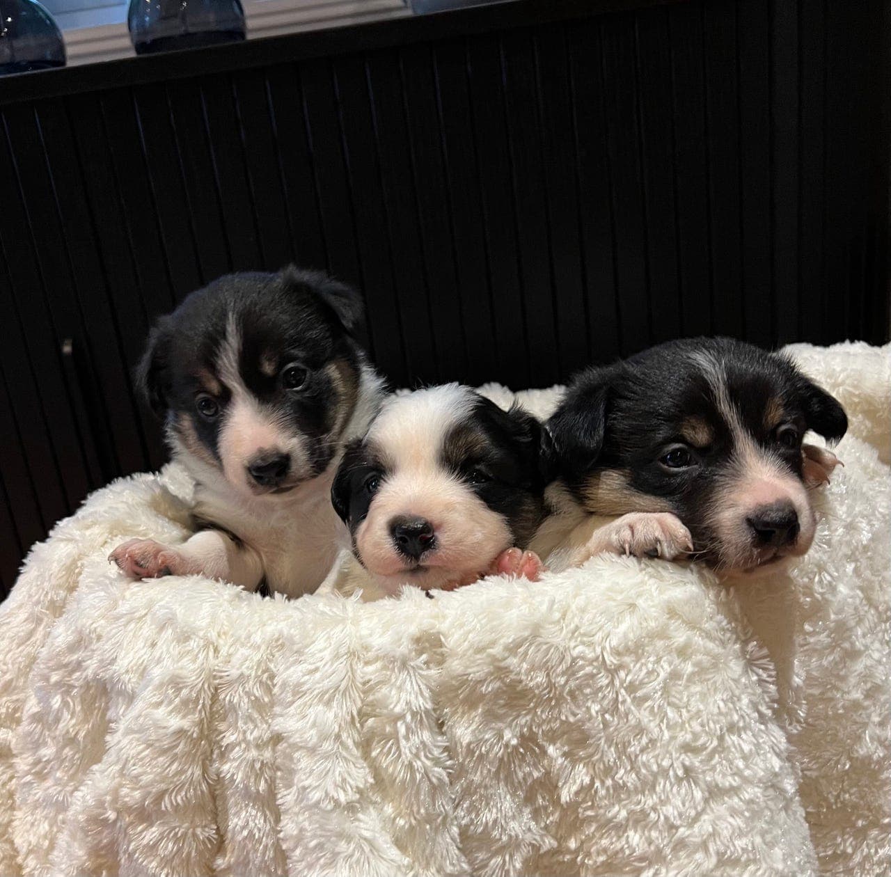 Nydelige Border Collie tisper