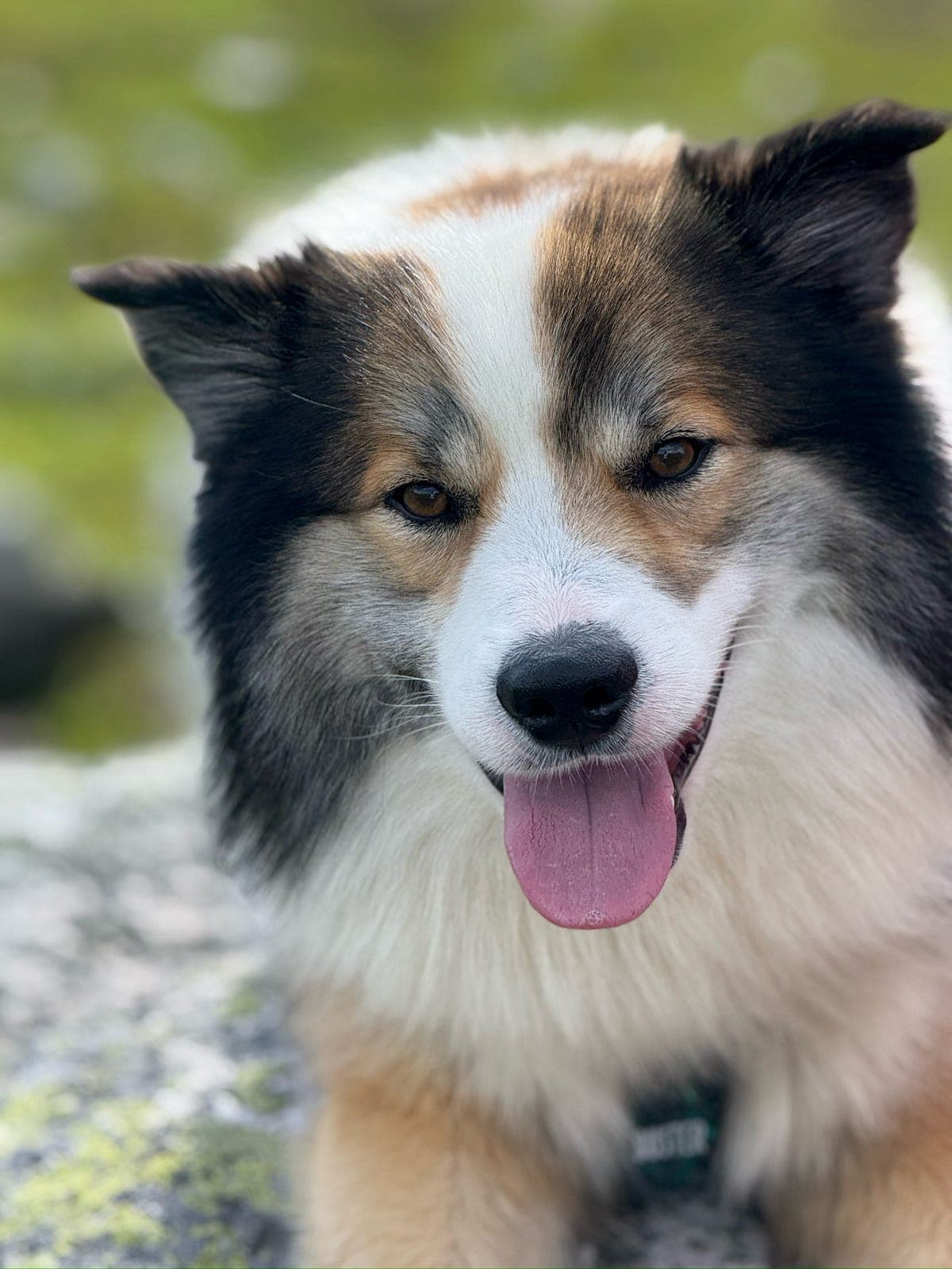 Buster søker omsorgsfull familie!