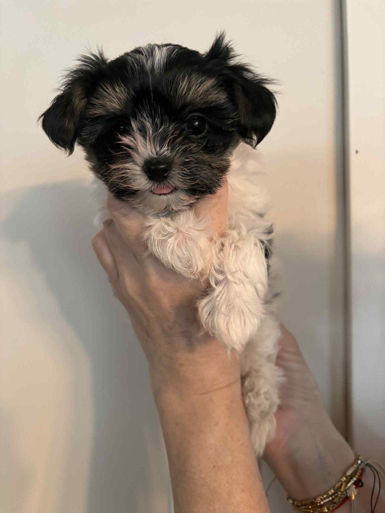 Yorkshire terrier jenter