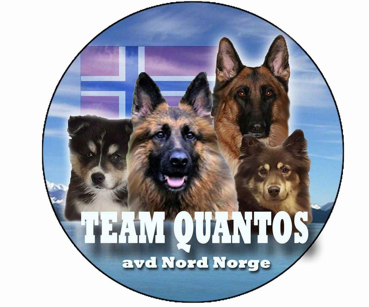 Finsk Lapphund valper leveringsklare 22 Februar.