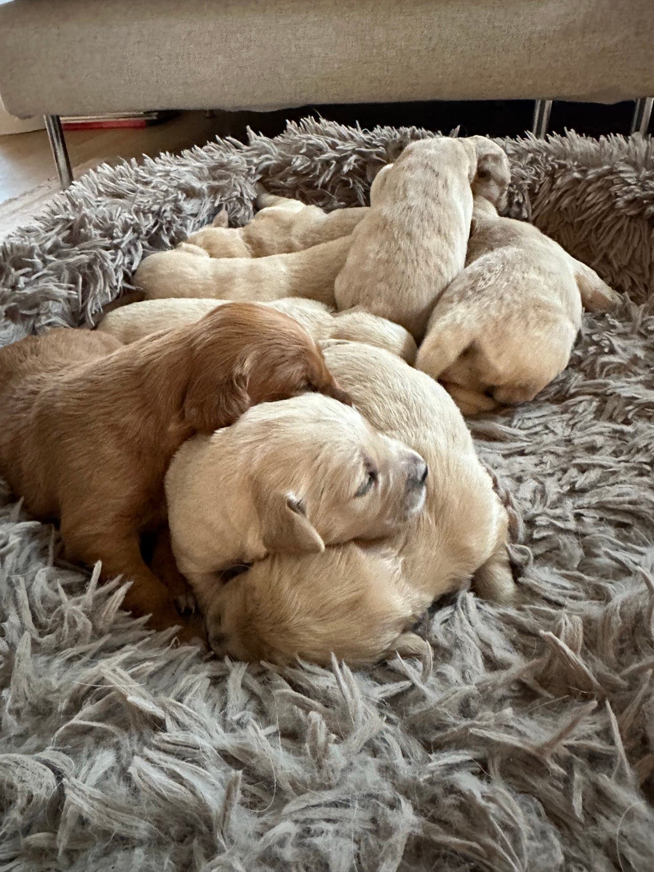 Golden retriever valper