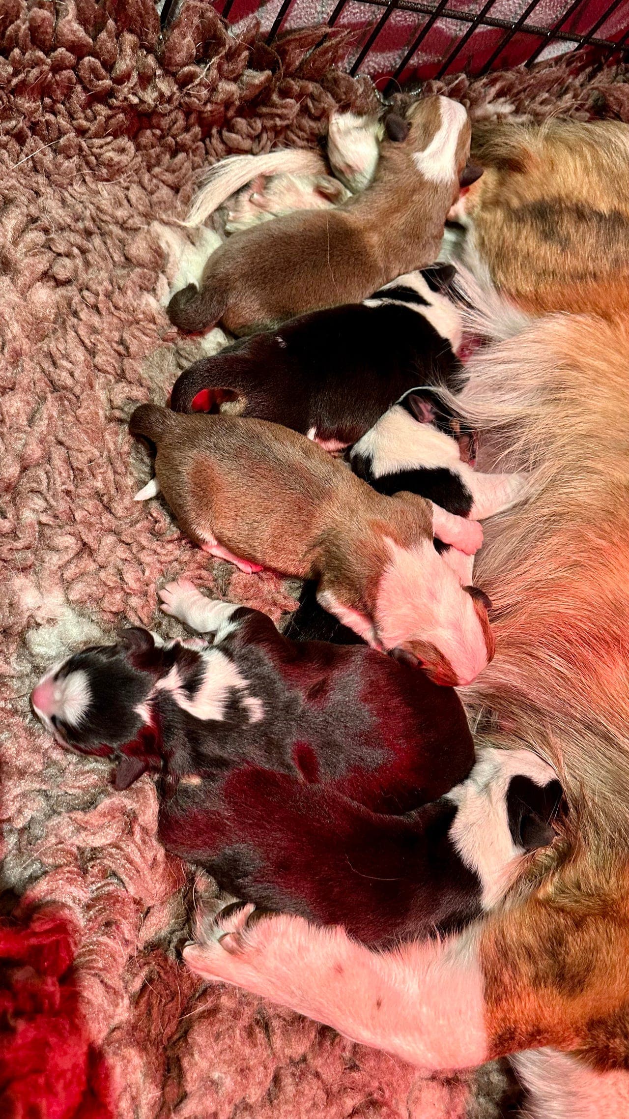 Welsh Corgi Cardigan valper