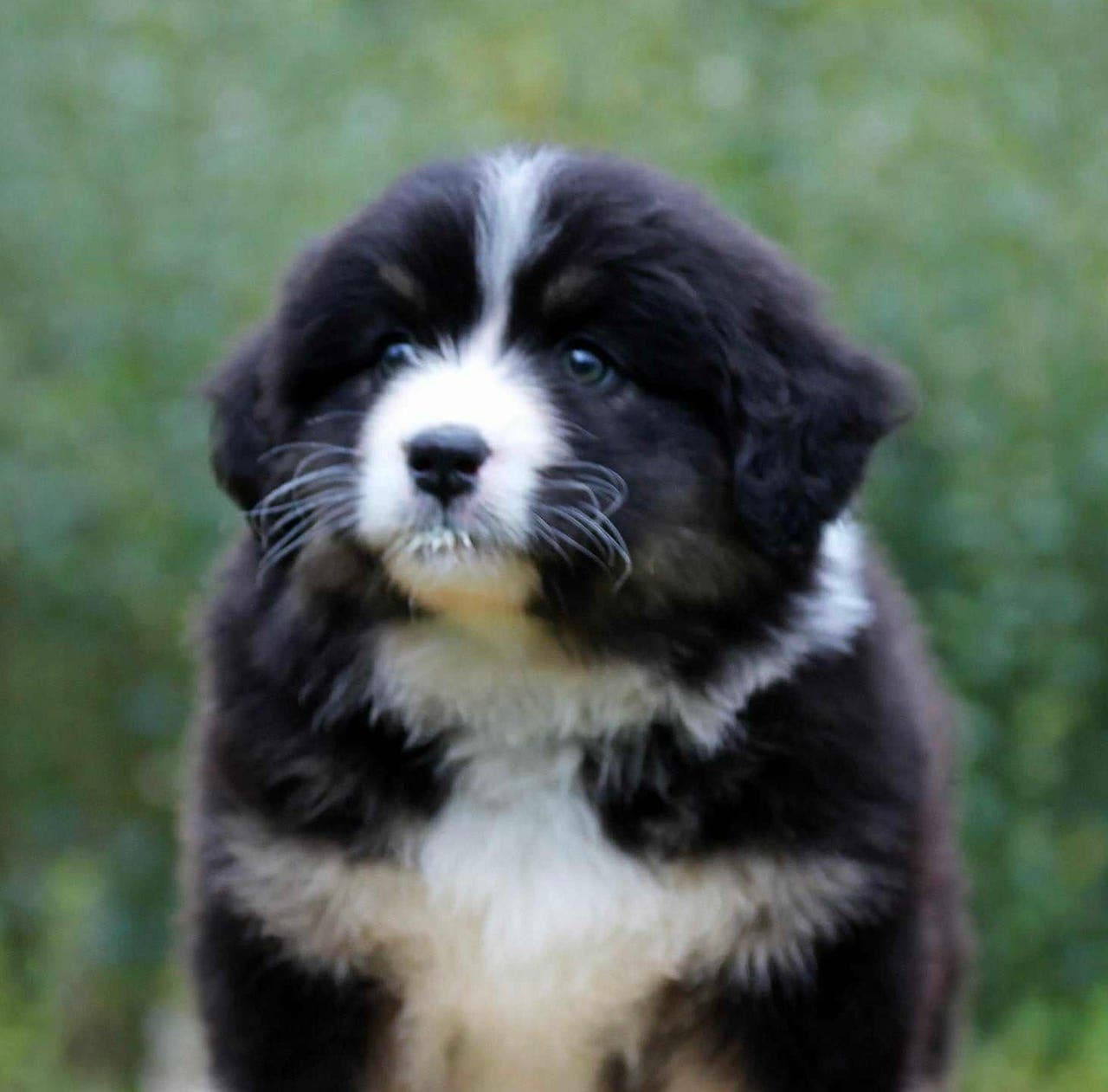 Australian Shepherd tispe 🩷