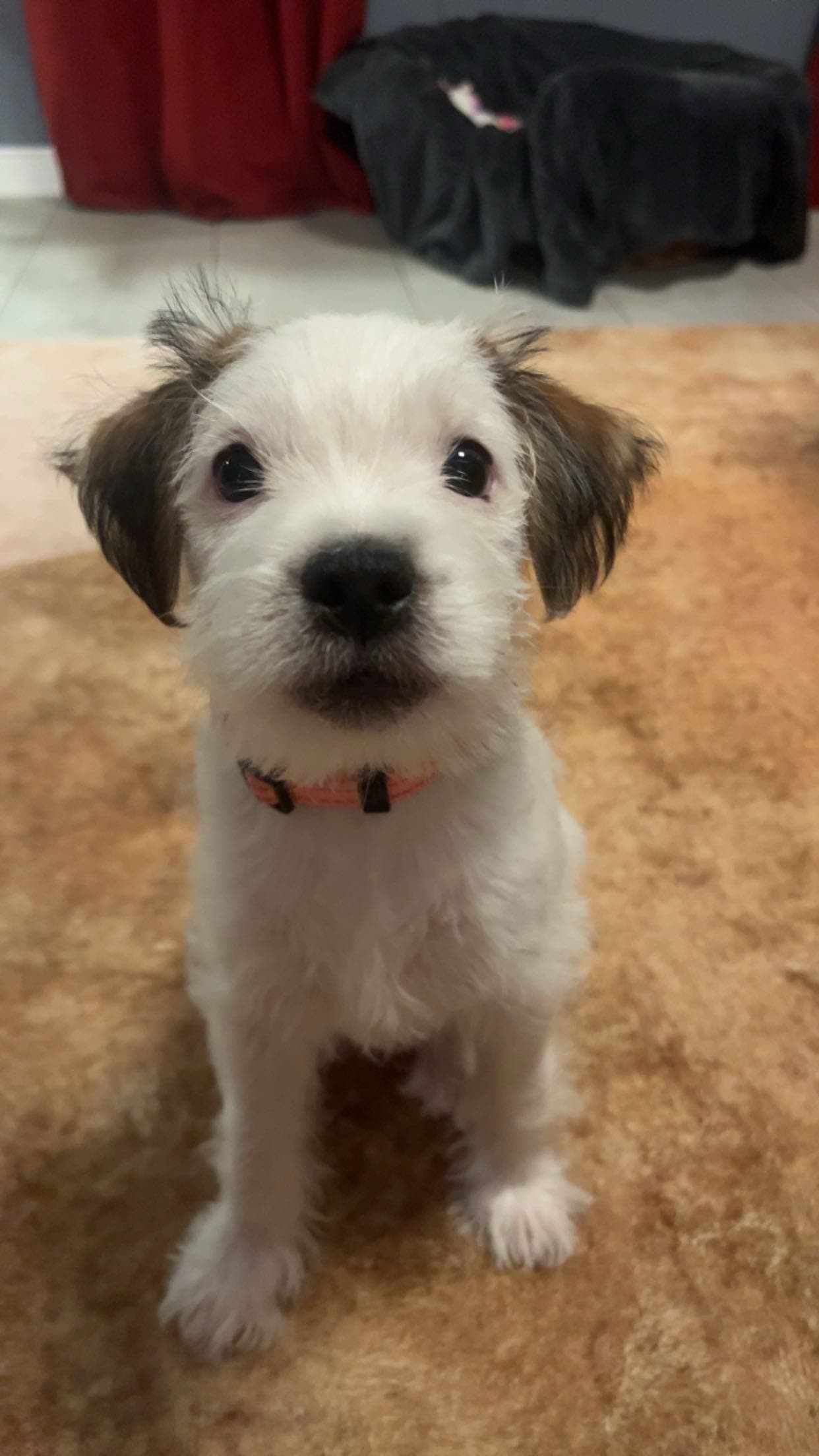 Parson Russell terrier leveringsklar