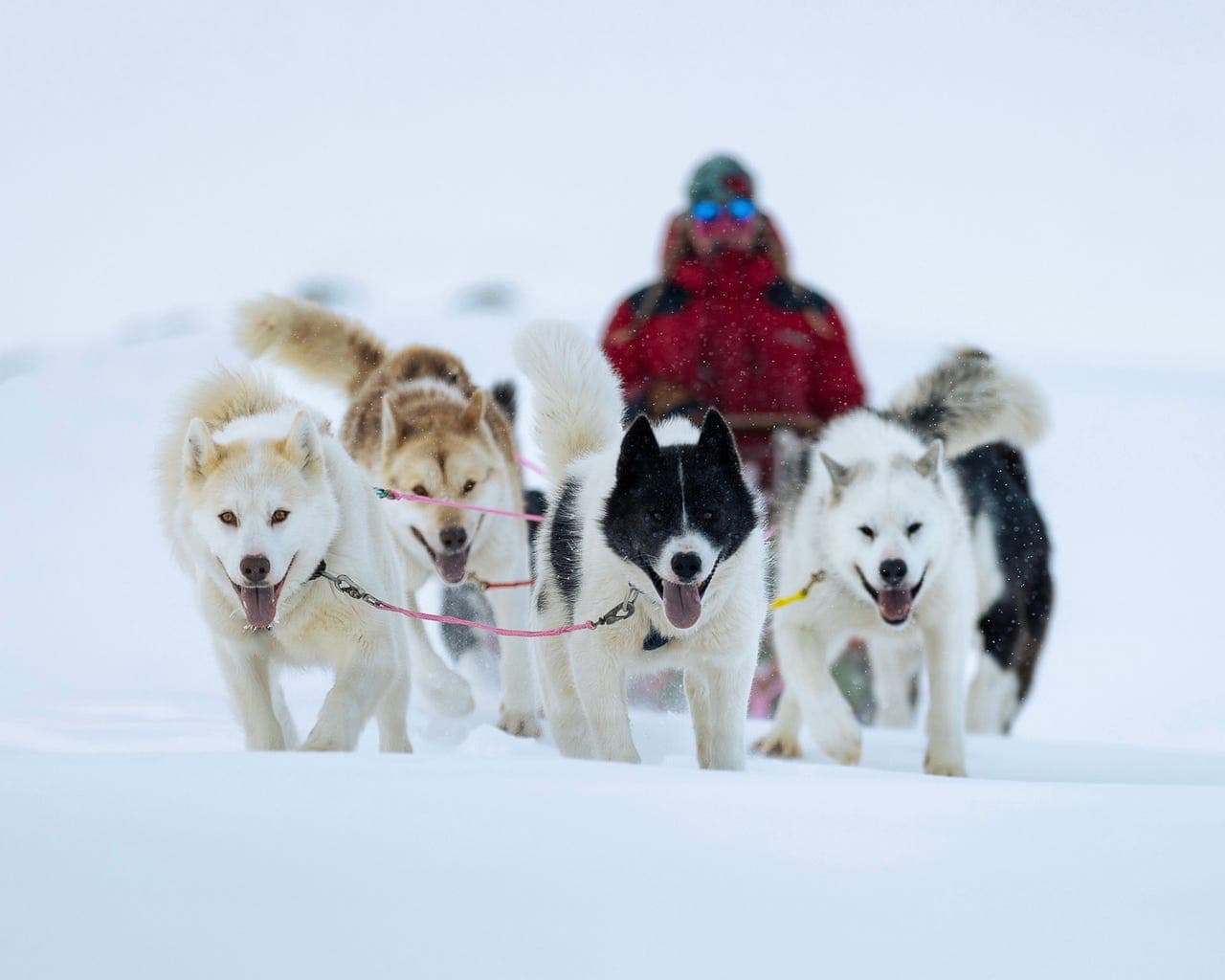 Grønlandshundvalper