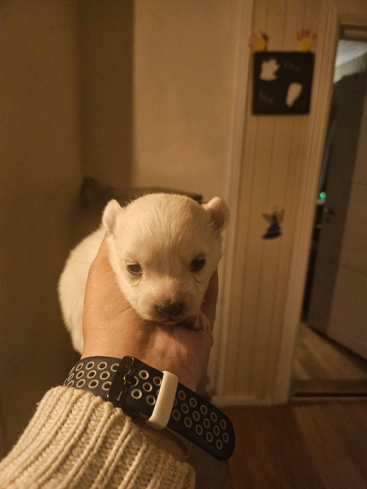 Japansk spisshund valp