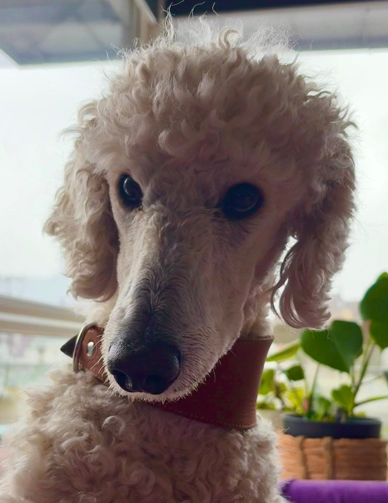 Kongepuddel/storpuddel trenger nytt hjem.