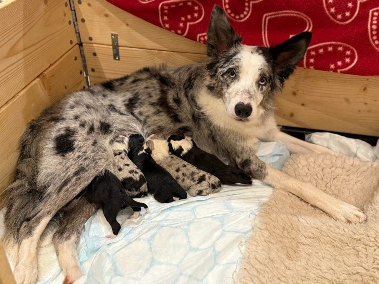 Border collie valper