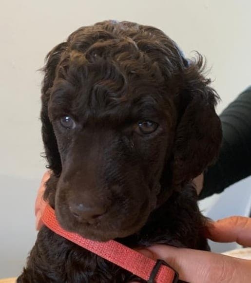 Storpuddel / Kongepuddel valper underveis