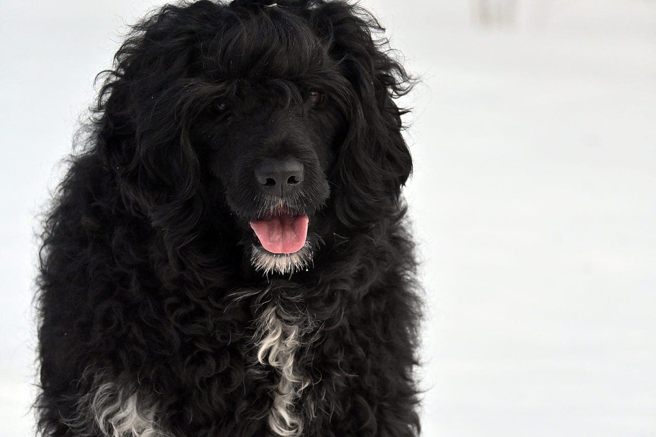 Valper av portugisisk vannhund ventes i uke 51/52