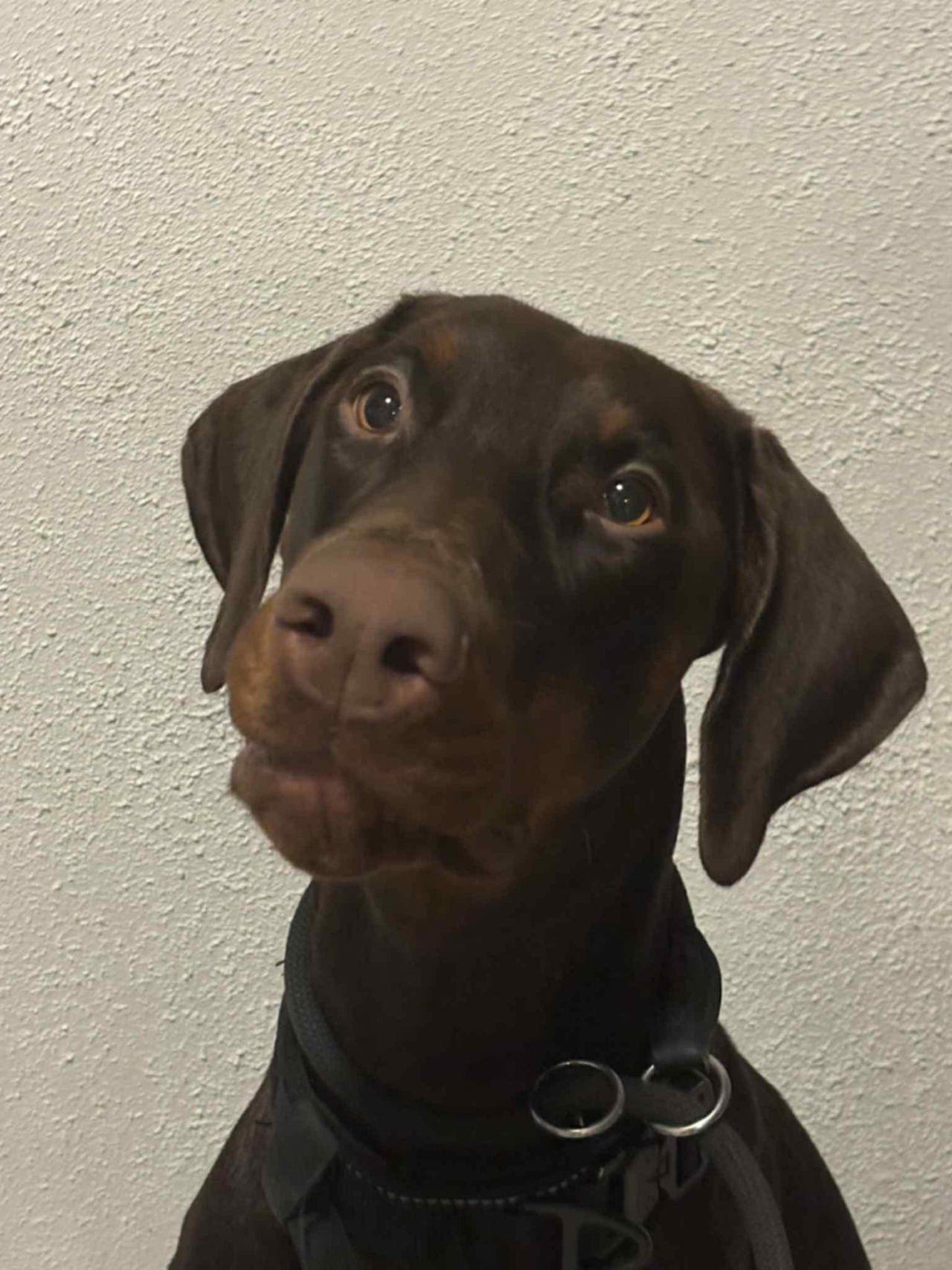 Dobermann hannhund 1,5 år – aktiv, smart og trenger erfaren eier.